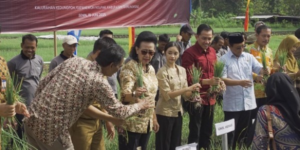 GKR Hemas Hadiri Panen Raya Bawang Merah, Beri Perhatian Ketahanan Pangan DIY