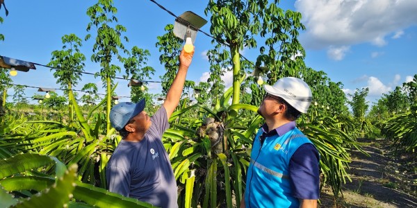 Dukung Ekonomi Kerakyatan, PLN Elektrifikasi 21 Ribu Lebih Petani Buah Naga di Banyuwangi