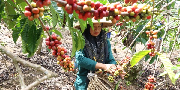 Bangun Koperasi Modern, LPDB Optimalkan Program Inkubator