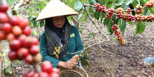 LPDB Dukung Koperasi Naik Kelas Bersama Lembaga Inkubator Daerah