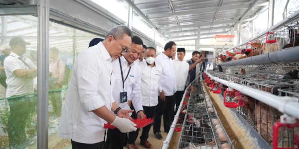 Menko Pangan Panen Brokoli hingga Ayam Petelur di Rumah Pangan PNM