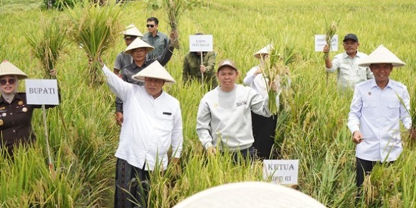 Sultan B Najamudin Turun ke Sawah, Serahkan Alsintan dan Benih Jagung untuk Petani Bengkulu