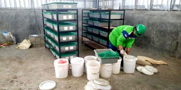 Ubah Sampah Organik Jadi Pupuk Maggot, PDS Wujudkan Pelabuhan Hijau di Bali