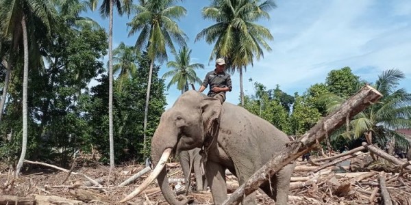Libatkan Gajah Bersihkan Puing, Kemenhut Pastikan Utamakan Kesejahteraan Satwa