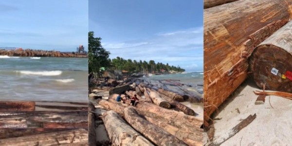 Kemenhut Pastikan Kayu Gelondongan di Lampung Bukan dari Aliran Banjir Sumatra