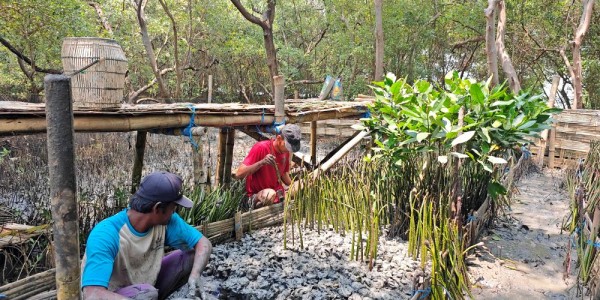 Terminal Petikemas Surabaya Siapkan 10.000 Bibit Mangrove untuk Perkuat Ekosistem Pesisir Surabaya