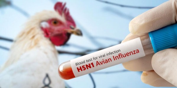 Kasus Flu Burung Pertama di Jepang Tahun 2026 Terdeteksi di Miyazaki