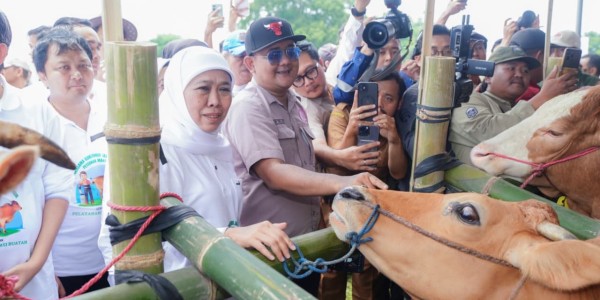 Gerak Cepat Kendalikan PMK, Gubernur Khofifah Distribusikan 453 Ribu Dosis Vaksin ke Seluruh Jatim