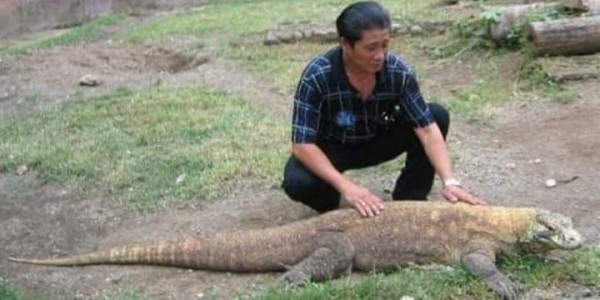 Kenapa Pemindahan Satwa Kebun Binatang Surabaya ke-6 Lembaga Konservasi (LK) Disebut Penjarahan?