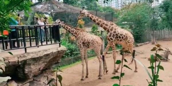 Bandung Zoo Ditutup, 128 Pekerja Terancam, Pengamat Soroti Unsur “Mens Rea”