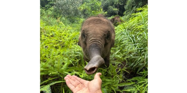 Tahun 2026 Indonesia Darurat Kematian Gajah
