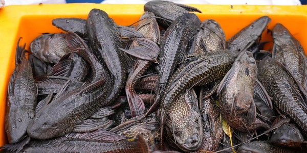 Ledakan Ikan Sapu-Sapu di Sungai Tercemar, Akademisi UNAIR Ingatkan Ancaman Ekologis