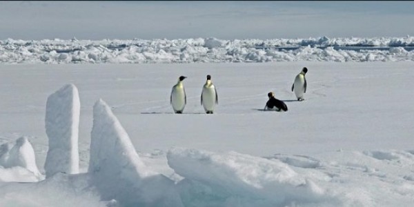Burung Penguin Kaisar jadi Sorotan Dalam Pembicaraan tentang Antartika di Jepang