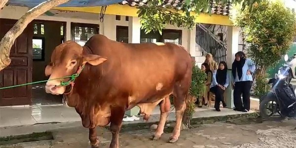 MUI: Kurban Presiden Pakai APBN Tak Masalah