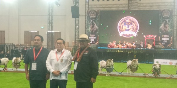 Kontes Ternak Domba Garut Meriahkan Hari Pertama Indo Livestock 2026