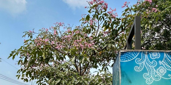 Tabebuya Mekar di Jalan Utama, Hasil Penataan Koridor Hijau Depok Kian Terlihat