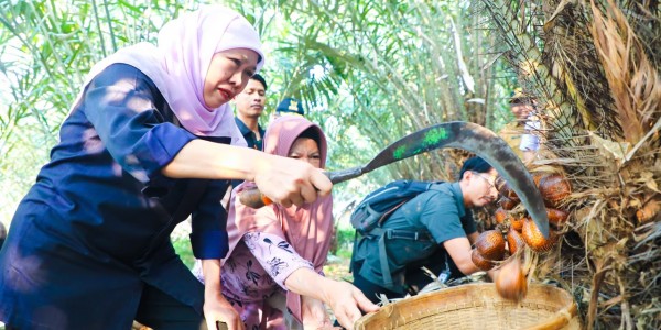 Gubernur Khofifah Panen Salak Madu di Desa Wonoagung Malang, Dorong Hortikultura jadi Penggerak Ekonomi Jatim