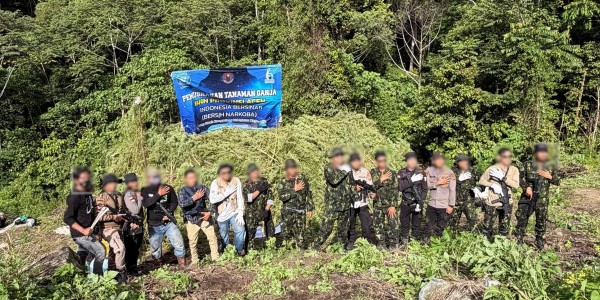 Jelang HUT ke-81 Kemerdekaan RI, BNN Musnahkan 12 Hektare Lahan Ganja di Aceh