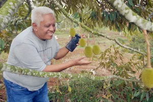 Kerajaan Musang King Ada di Sukabumi