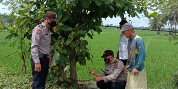 Lagi Asik di Sawah, Sepeda Motor Dicuri Orang - Telusur